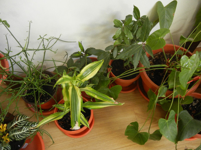 House Plants (2012, November 18) - FLOWERS and LEAVES