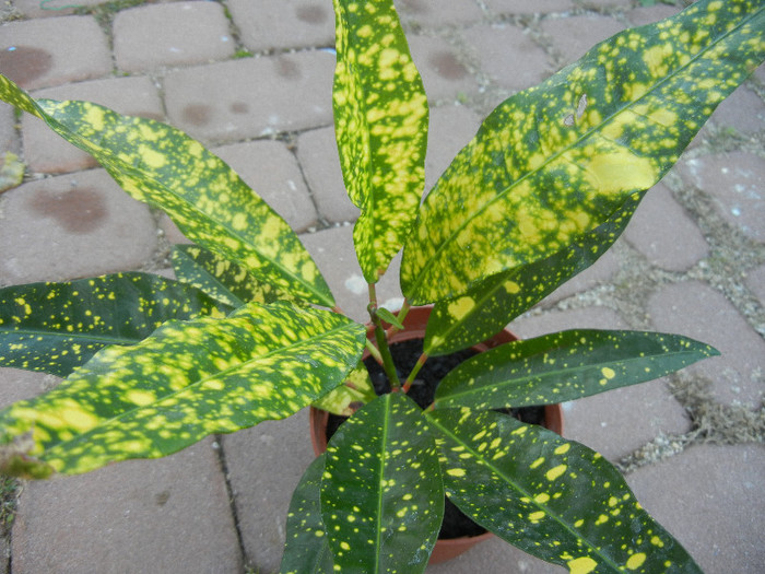 Croton Golden Sun (2012, Nov.04) - Codiaeum Golden Sun