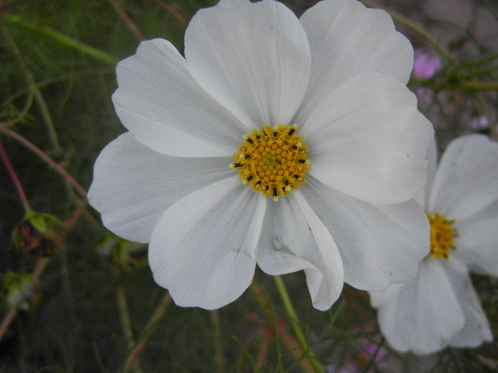 Cosmos bipinnatus White (2012, Nov.07) - Garden Cosmos White