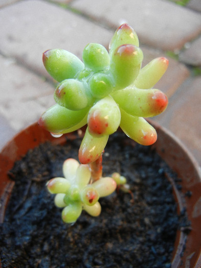 Sedum (2012, November 03)