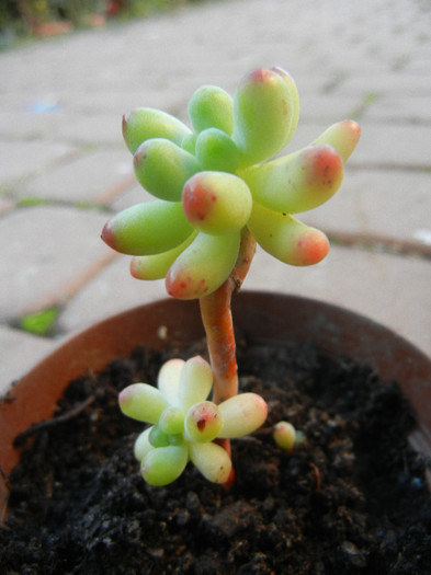 Sedum (2012, November 03)