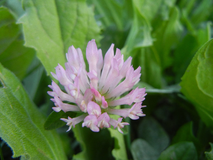 Trifolium pratense (2012, Nov.07) - Trifolium pratense_Red Clover