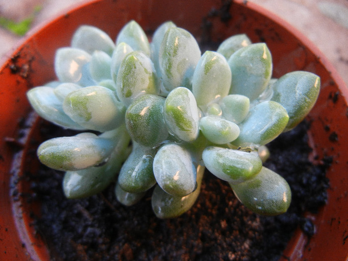 Sedum Blue Carpet (2012, Nov.03) - Sedum Blue Carpet