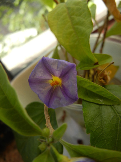 Lycianthes rantonnetii (2012, Nov.07)