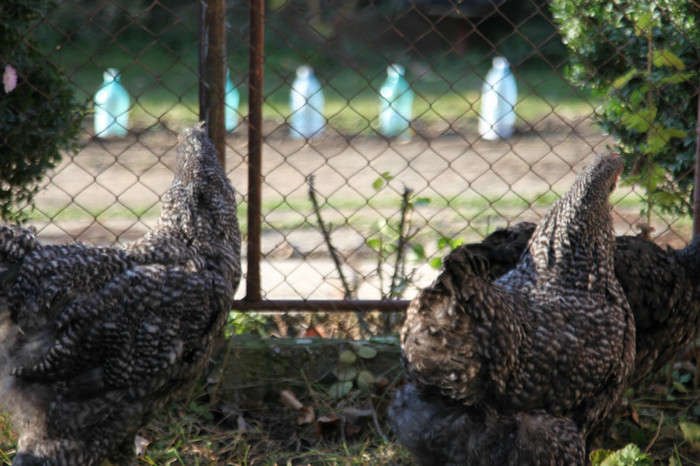 IMG_5402 - Brahma Barat tineret 2013