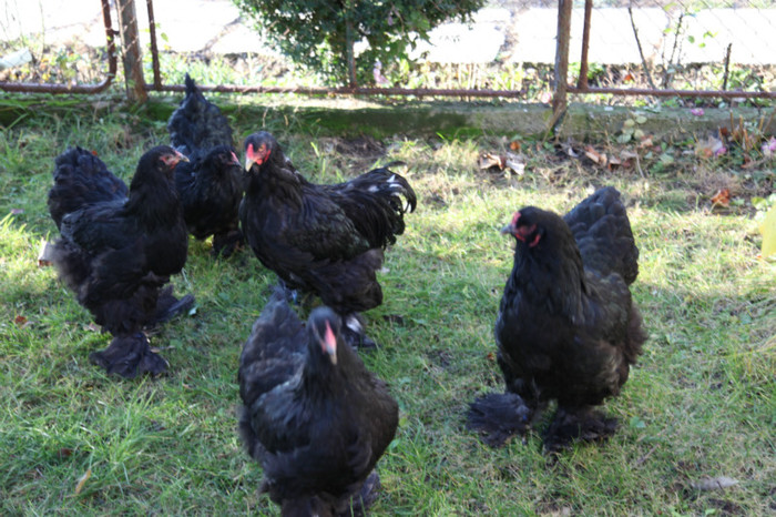 IMG_5441 - Brahma Negru 2013