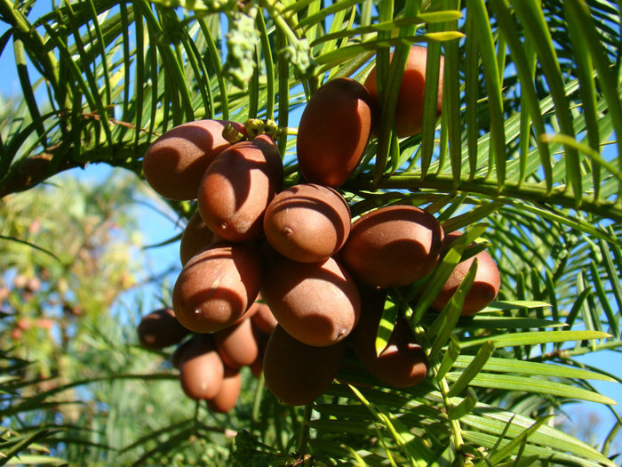 nuci CEPHALOTAXUS