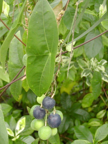 Passiflora coriacea