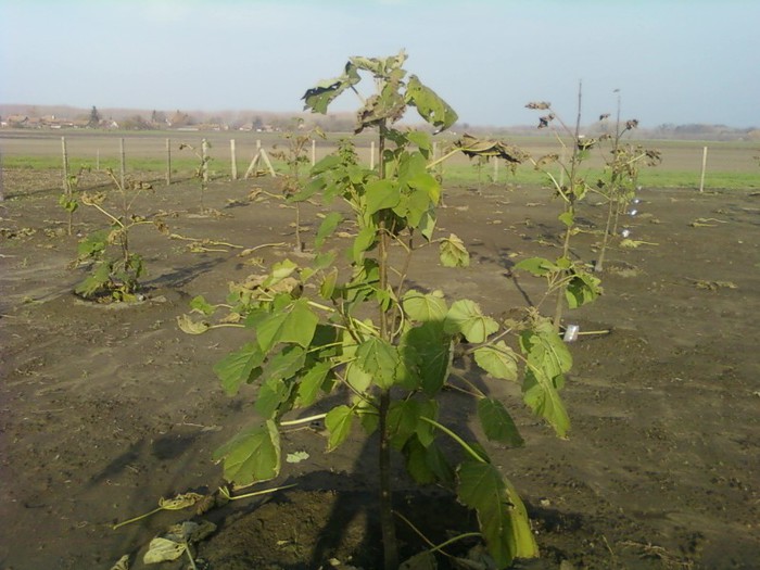 Fotografie8073; plantatie de paulownia hibridul rezistent la temperaturi joase rezista si se dezvolta bine in romania,in 3 ani ajunge la maturitate garantat,atentie e diferenta intre plantele din china sau tarile cal
