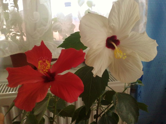 17112012 Hawai si Cairo White