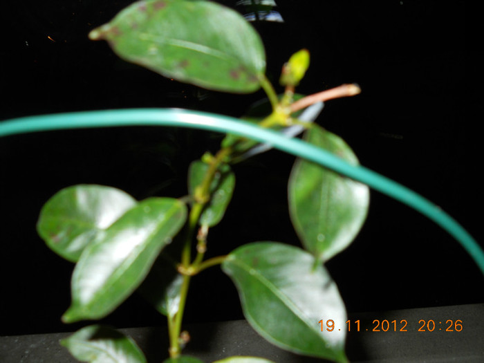 dipladenia de la stefania