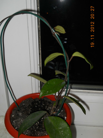 19.11.2012 009 - EVOLUTIE FLORI PRIMITE
