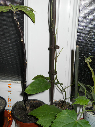 pasiflora de la D. si datura mov de la Simona