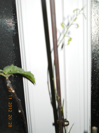 pasiflora de la D.