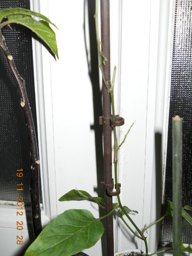 19.11.2012 017 - EVOLUTIE FLORI PRIMITE