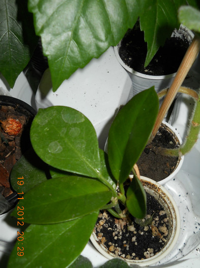 hoya motoskay de la Mirela