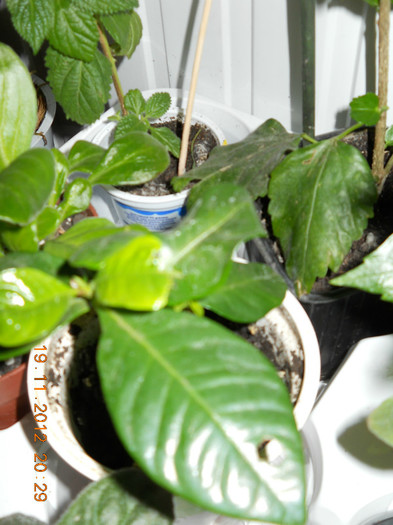 camelia