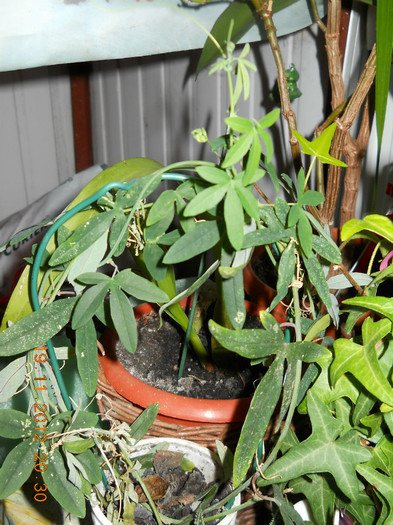 pasiflora