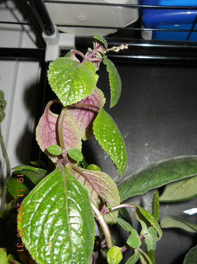 clopotel - EVOLUTIE FLORI PRIMITE