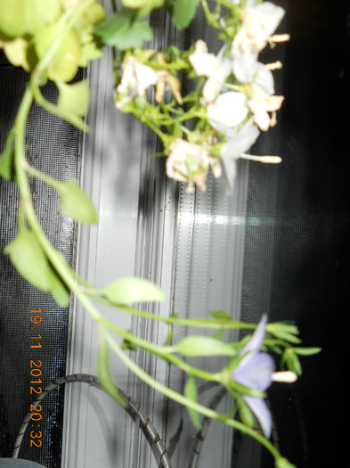 campanula alba de la sora mea si mov de la stefania - EVOLUTIE FLORI PRIMITE