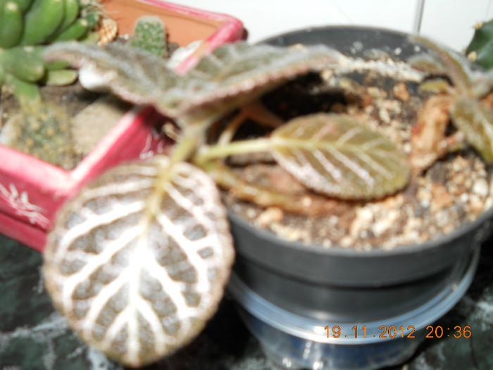 episcii de la eliza - EVOLUTIE FLORI PRIMITE