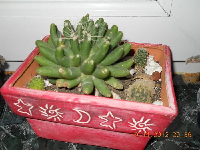 ooo, cactusi de la Caty
