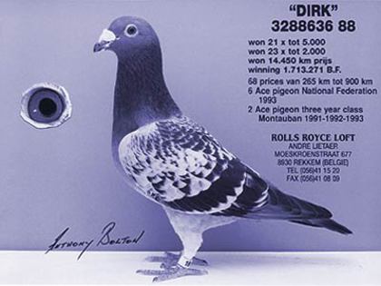 andre lietaer pigeons - 4-Andre Lietaer