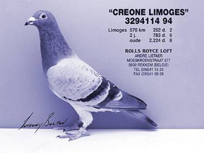 andre lietaer pigeons - 4-Andre Lietaer