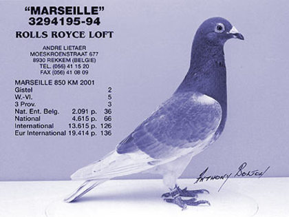 andre lietaer pigeons