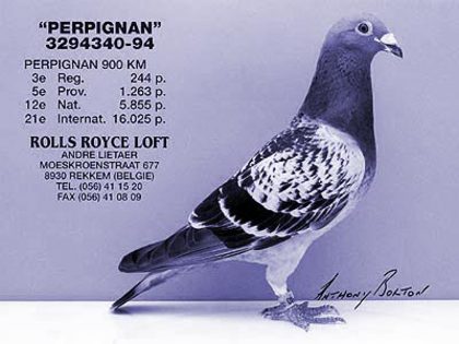 andre lietaer pigeons