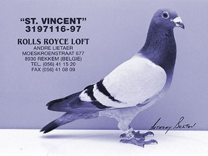 andre lietaer pigeons