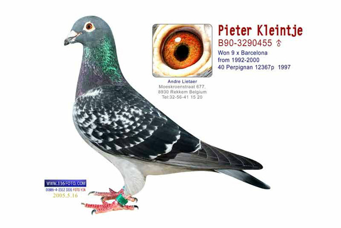 andre lietaer pigeons