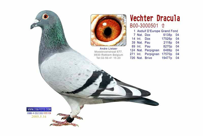 andre lietaer pigeons - 4-Andre Lietaer