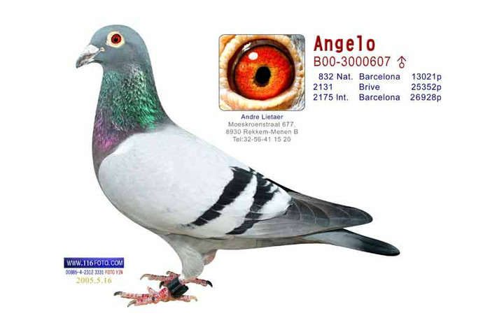 andre lietaer pigeons - 4-Andre Lietaer