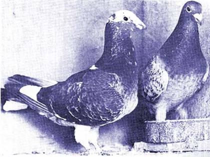 andre lietaer pigeons