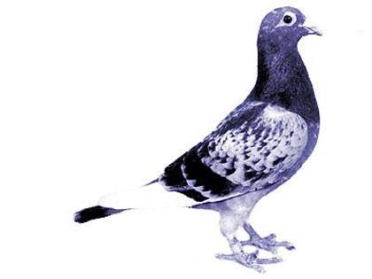 andre lietaer pigeons - 4-Andre Lietaer