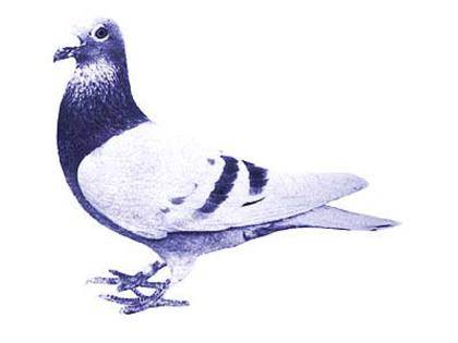 andre lietaer pigeons - 4-Andre Lietaer