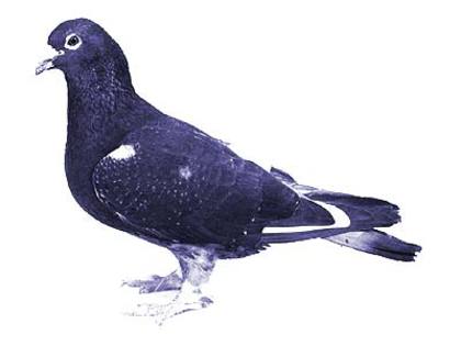 andre lietaer pigeons - 4-Andre Lietaer