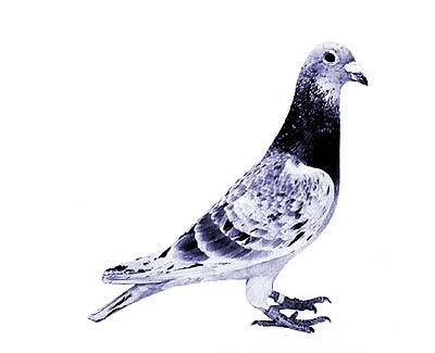 andre lietaer pigeons - 4-Andre Lietaer