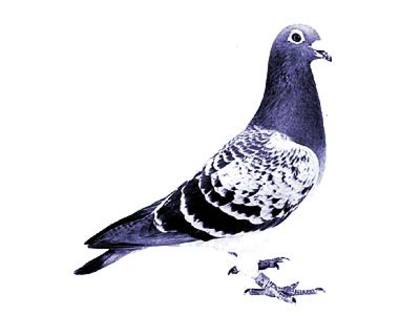 andre lietaer pigeons - 4-Andre Lietaer