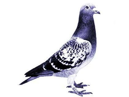 andre lietaer pigeons - 4-Andre Lietaer