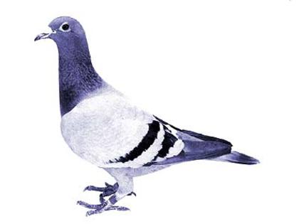 andre lietaer pigeons - 4-Andre Lietaer