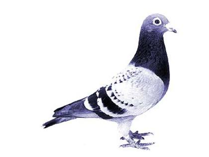 andre lietaer pigeons - 4-Andre Lietaer