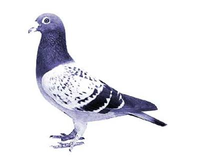 andre lietaer pigeons - 4-Andre Lietaer