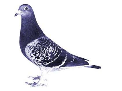 andre lietaer pigeons - 4-Andre Lietaer