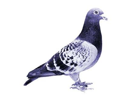 andre lietaer pigeons - 4-Andre Lietaer