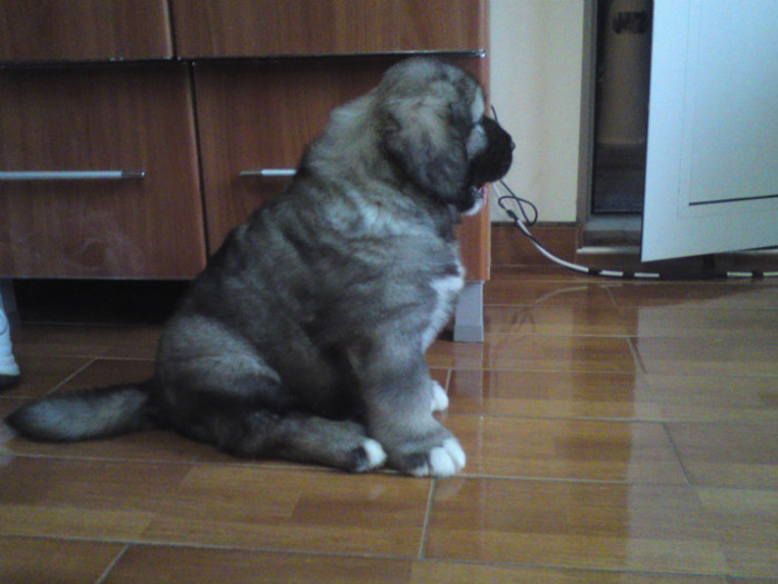BRUNO 2 LUNI