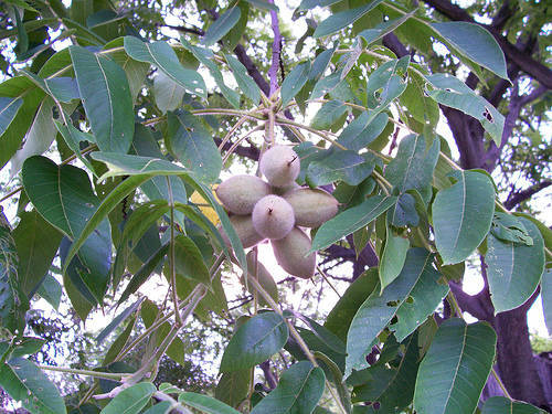 butternut juglans cinerea