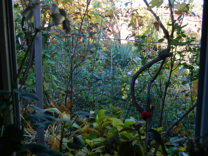 DSCN1898 - 2 NOIEMBRIE 2012