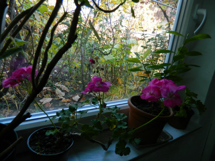 DSCN1906 - 2 NOIEMBRIE 2012